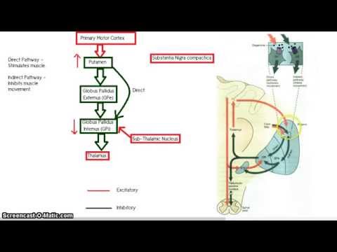 The Basal Ganglia - Direct and Indirect Pathway.