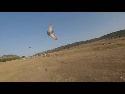 მტრედები და დრონი. Group of pigeons and fpv drone