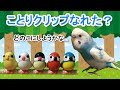 【片ほっぺインコの日記】ことりクリップなれた？ 2017.12.18