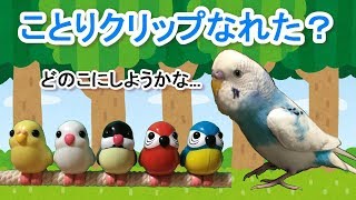 【片ほっぺインコの日記】ことりクリップなれた？ 2017.12.18