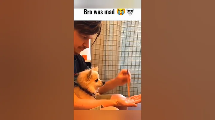 Video 11694671: cats dogs pets funniest, cat funny pets dog