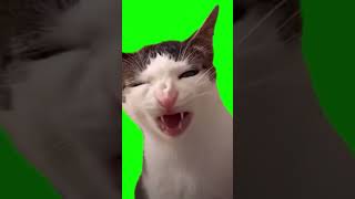 Crunchy Cat Meme | Green Screen #cat #catmemes #memes