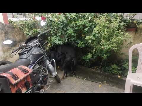 rottweiler mating .crossing (rottweiler for stud sarvice Available Hubli) #karantaka
