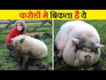 कीचड़ में रहने वाले इस सूअर की कीमत करोड़ो में हैं | Top 10  Rarest Pig Species  in the world