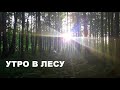 Раннее утро в лесу. Early morning in the forest.