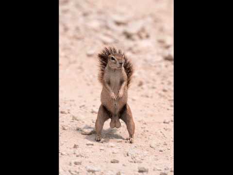 مسطولين ديرتى راب شوارع