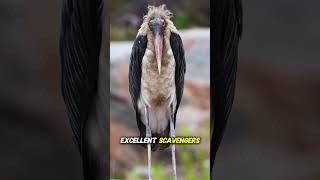 Meet Africa's Weirdest Bird Cleaner! Marabou stork Facts