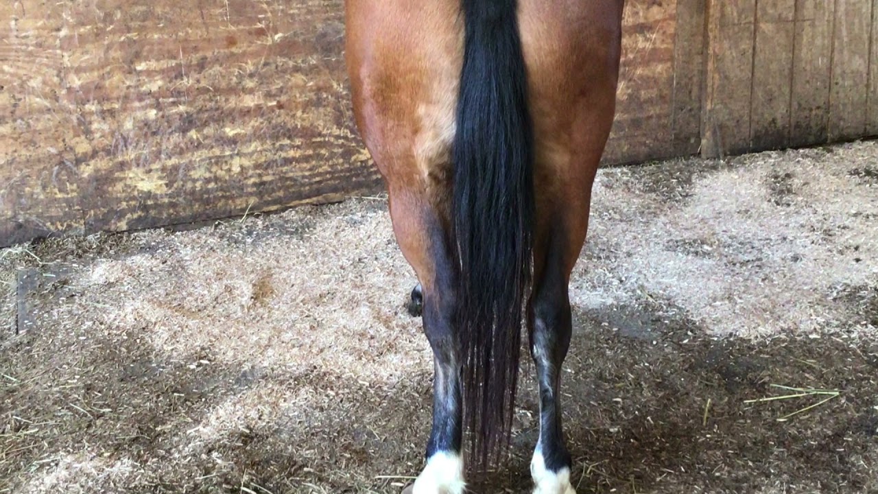Haflinger Welsh Cross Pony Mare