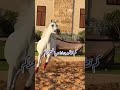كم تطلبون لنا عيبا في عج ز كم روائع المتنبي المغرب الشعر الحياة ويانه احلى 