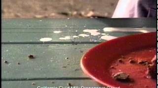 Got Milk? Ants (commercial, 2001)