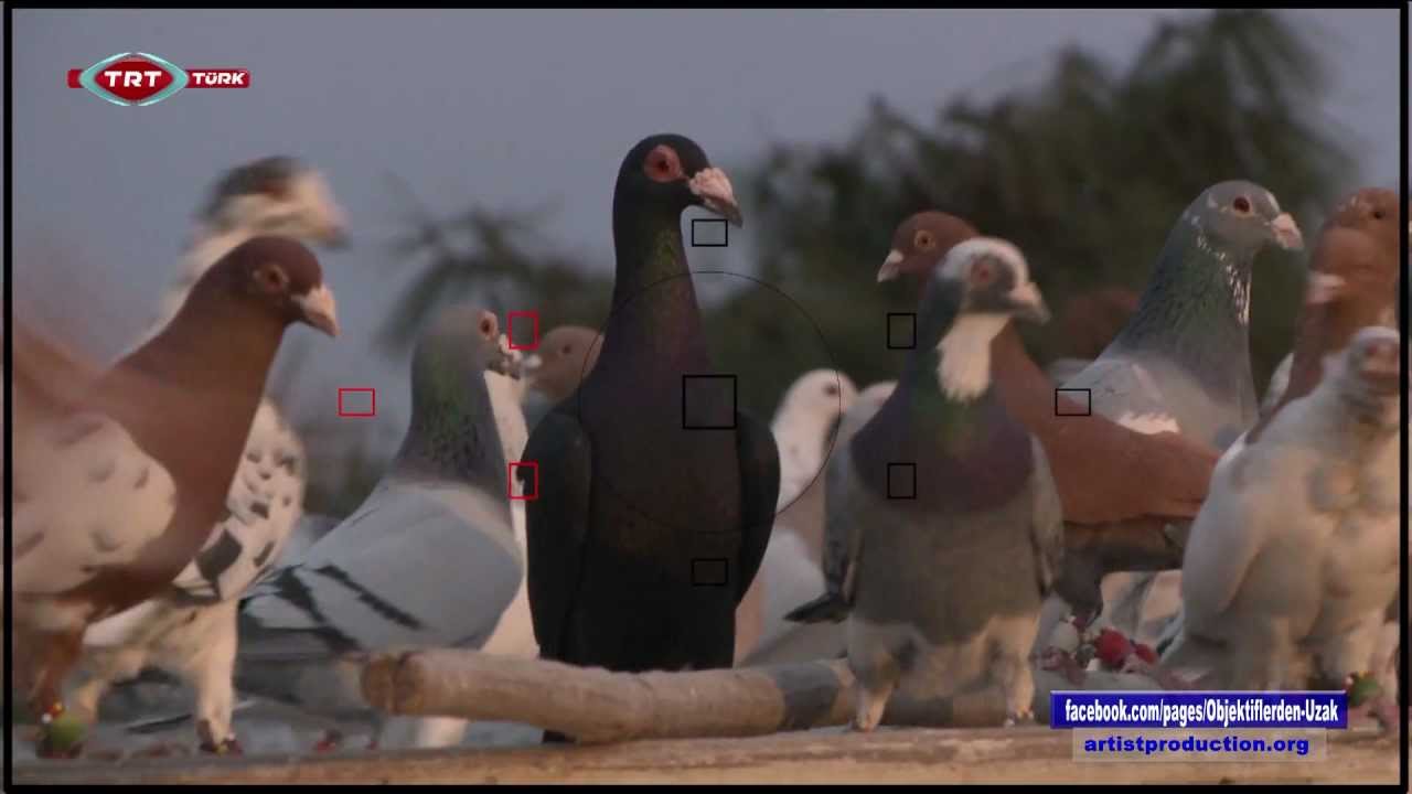 OBJEKTİFLERDEN UZAK - Bir Garip Sevda