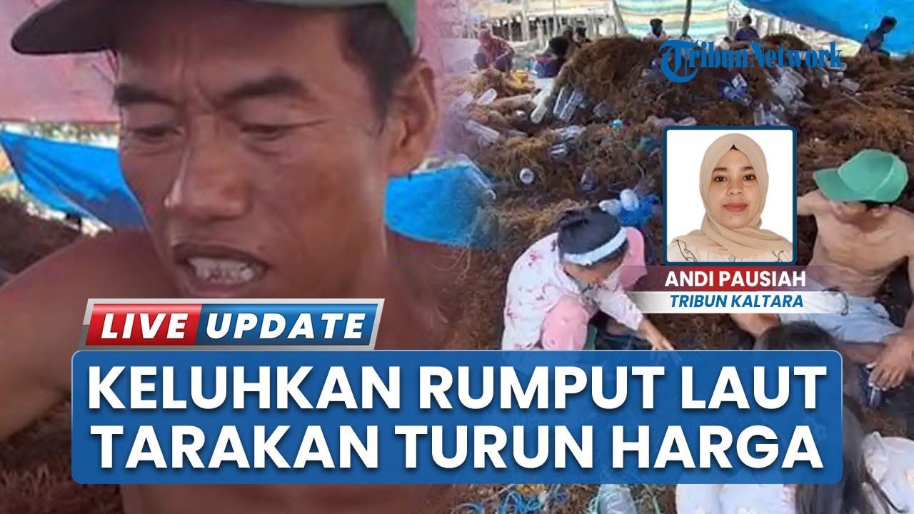 Pasar Rumput Laut Tarakan Melemah, Harga Kering Anjlok Jadi Rp10.000–Rp10.500 per Kilogram