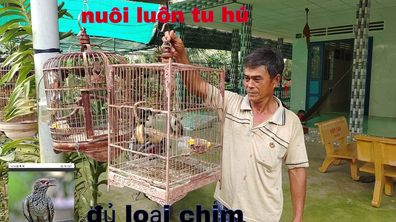 tham  quan  nhà  lảo nghệ  nhân  nuôi  đủ loại  chim  tại  thanh  bình  Mỹ Tho