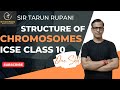 Structure of chromosomes one shot  cell cycle  cell division icse class 10  sirtarunrupani