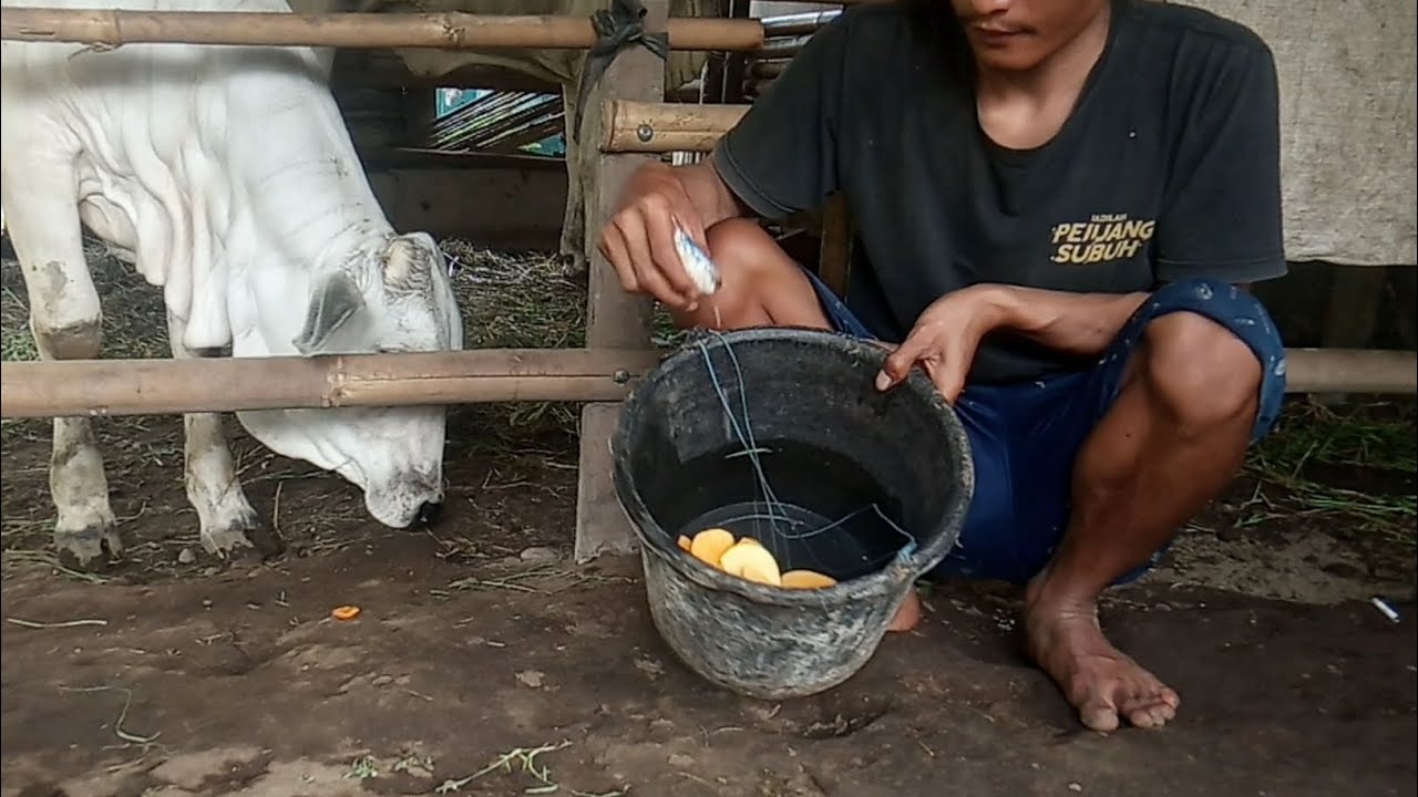 How To Give Papaya To Cows For Health YouTube how-to-give-papaya-to-cows-for-health-youtube