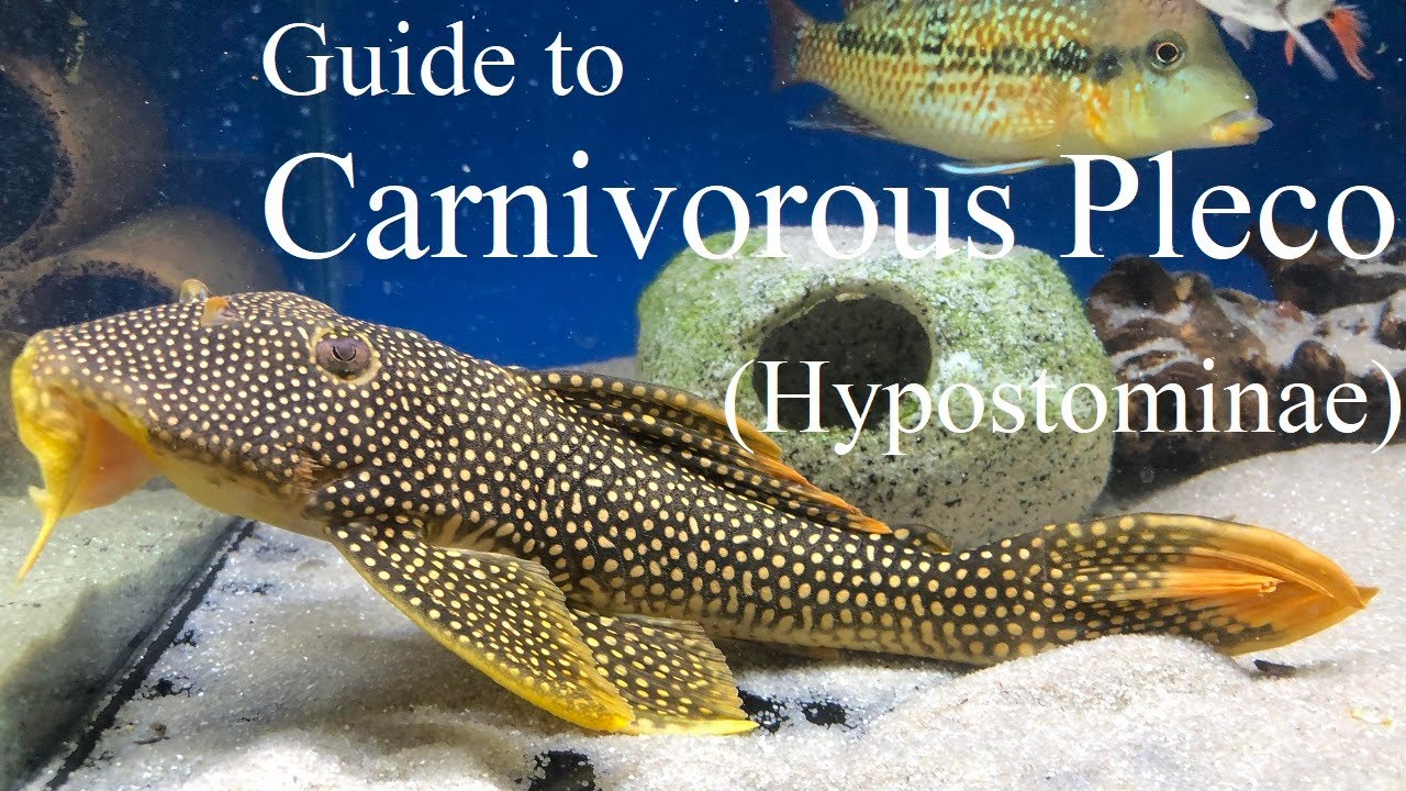 Guide to the Carnivorous Pleco (Hypostominae) ~ Scobinancistrus, Pseudacanthicus, Leporacanthicus.