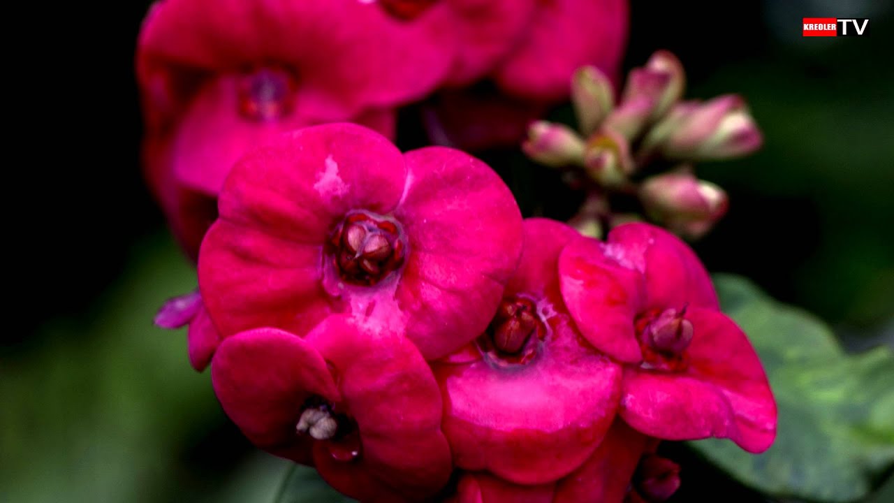 Couronne d'épines (Euphorbia milii)  - Flore réunionnaise.