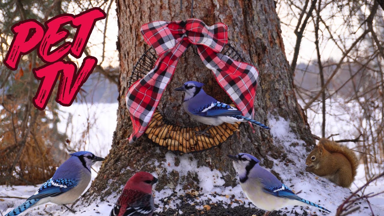 🔴 Best of Cat TV Christmas - Birds and Squirrels Celebrate ❄️ Cat TV • Dog TV