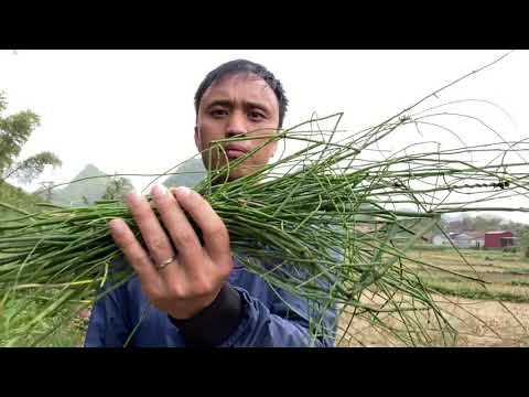 Video: Ficus: để Chữa Lành Hay Cấy Ghép?