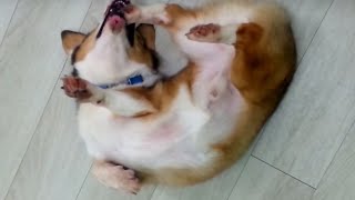 Funny Flip Over Welsh Corgi by Super Puppy 237 views 8 years ago 35 seconds