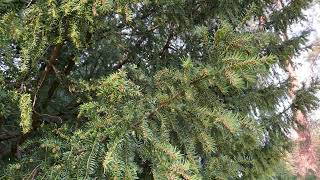 Common yew - branches, twigs & leaves - February 2025