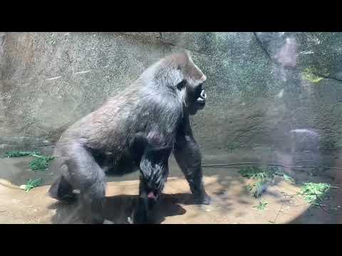 ゴリラ🦍恋に落ちたインジア💖 gorilla Kelly is in LOVE 💖 ロスアンゼルス動物園  すっかり愛し合っています💖🧡