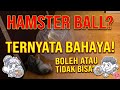 Apakah Bola Hamster Aman?