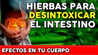 HIERBAS  que desintoxican el INTESTINO   Cuáles son y Cómo consumirlas?