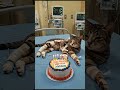 kucing sakit berulang tahun #cat #cake #cute #aiandcats #kitten #happybirthday #aicat #kucinglucu