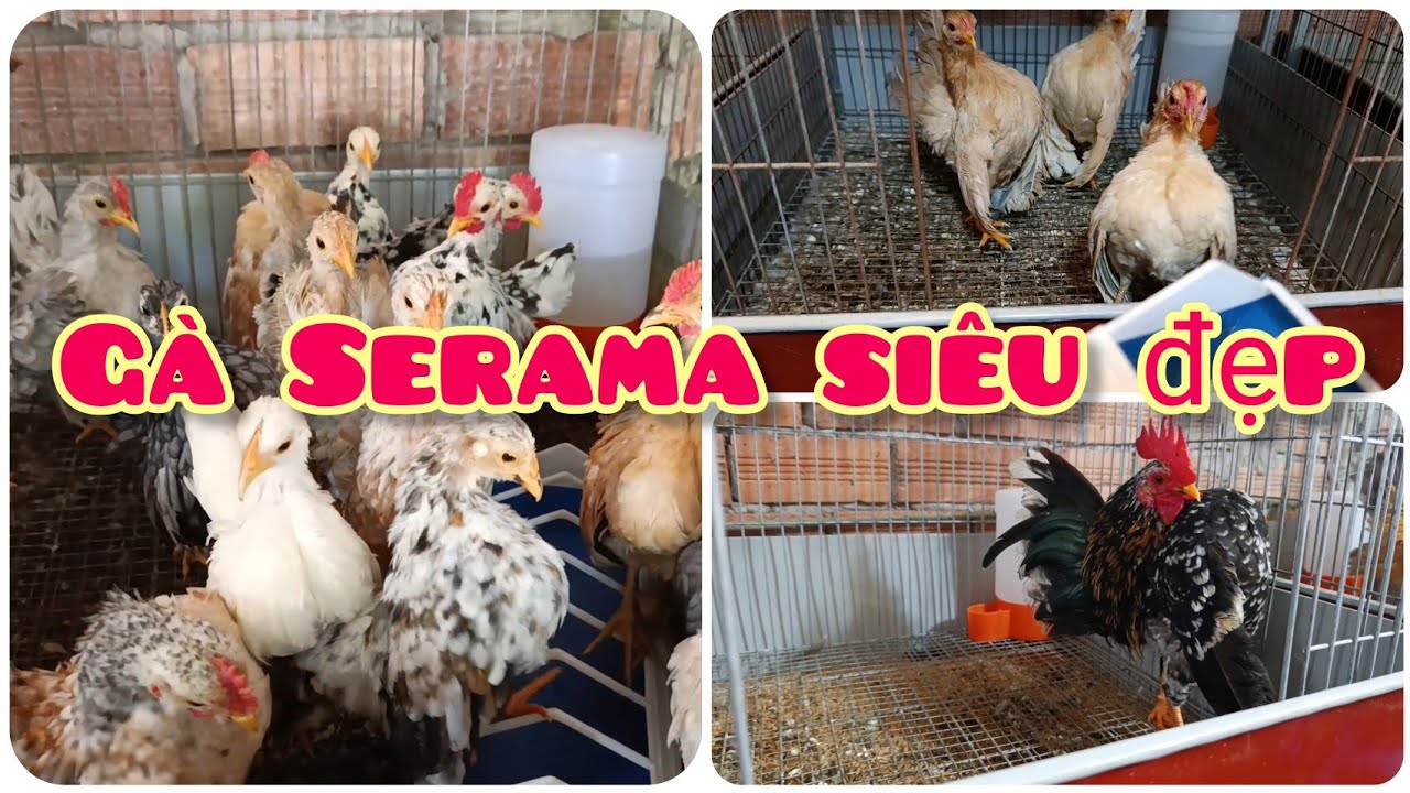 Gà Serama siêu đẹp đủ lứa tuổi, ngày 01/02/2026 | Trại gà Serama Cần Thơ.