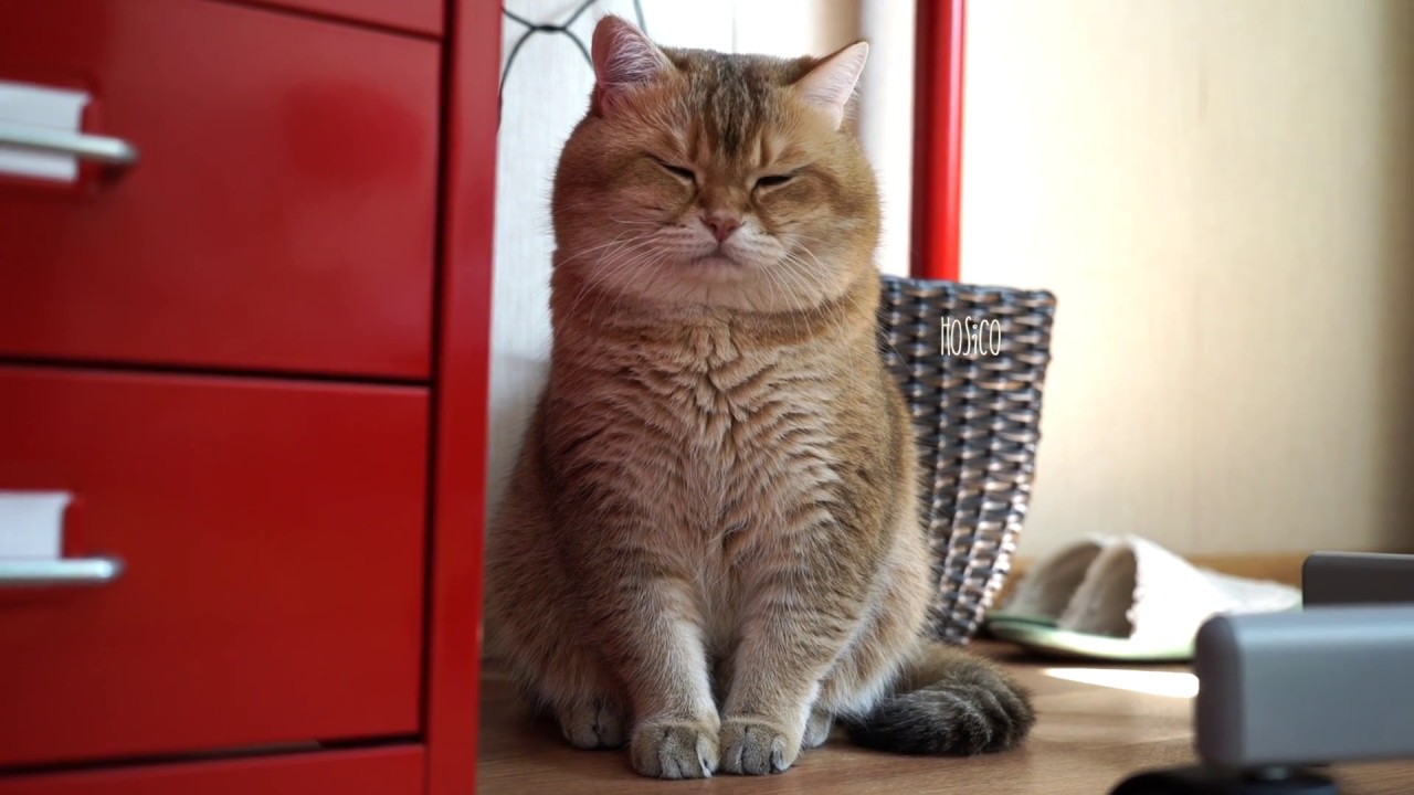funny cats sleeping in weird positions compilation 2014 funnyplox By my manner, you assumed I was a guardian.