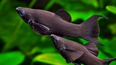 How to tell Male and Female in Molly fish. | ALL ABOUT PETS..