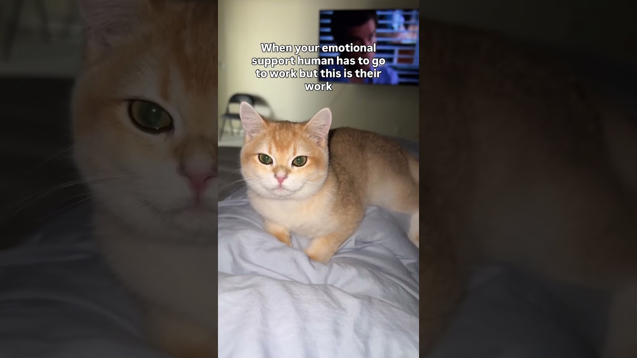 I’ve been stuck here for HOURS!! Please consider liking the video for more content!!