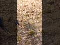 هەوڵدان و کۆڵندان و بەرداوەم بوون