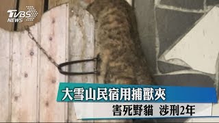 大雪山民宿用捕獸夾害死野貓涉刑2年