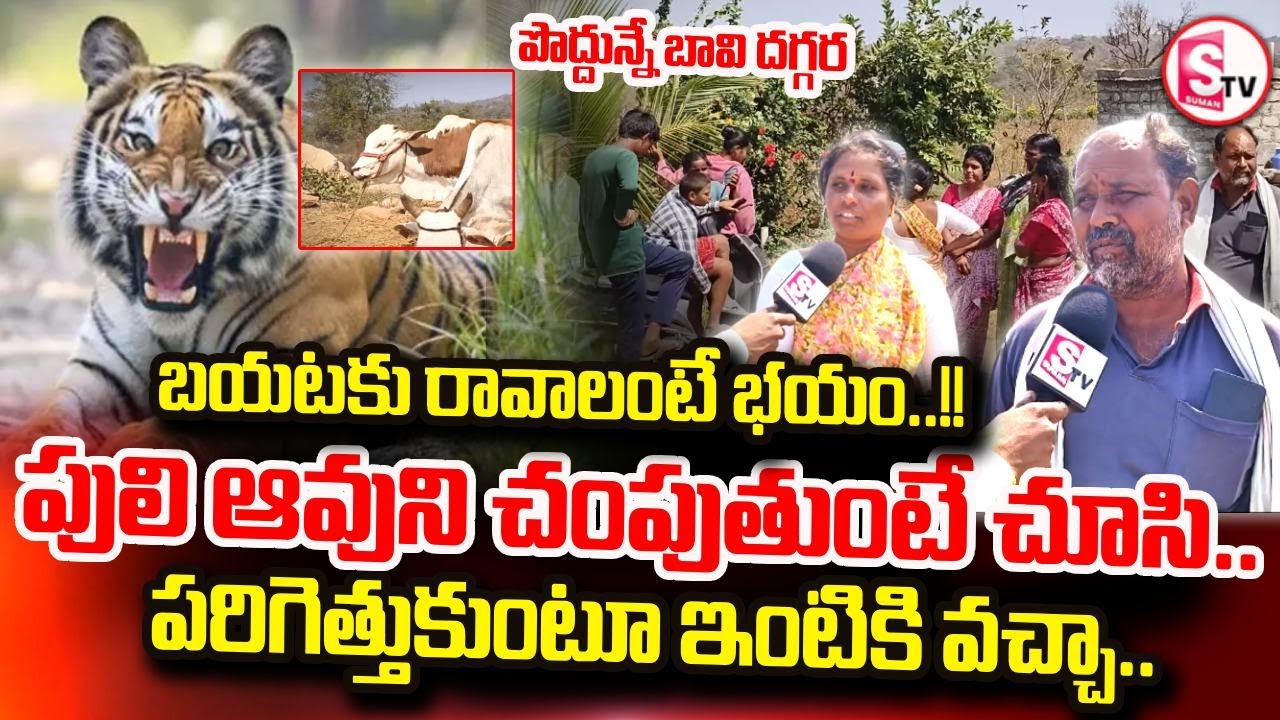 నా కళ్ళ ముందే పెద్దపులి ఆవులను.. | Leopard Terror in Siddipet District | Five Cows Incident