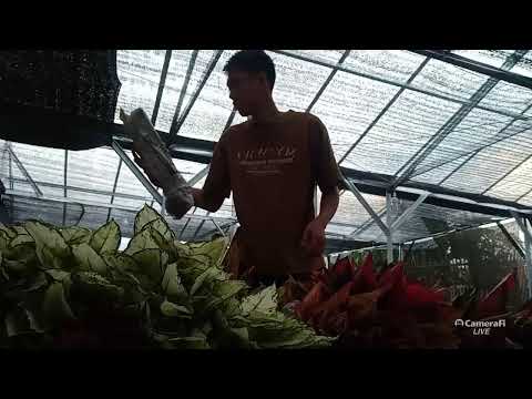 UNBOXING Aglaonema datang dari thailand - YouTube