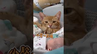 【可愛到融化】橘貓一手抱寶寶「霸氣守護」直盯奴才：這孩子我罩的 #shorts
