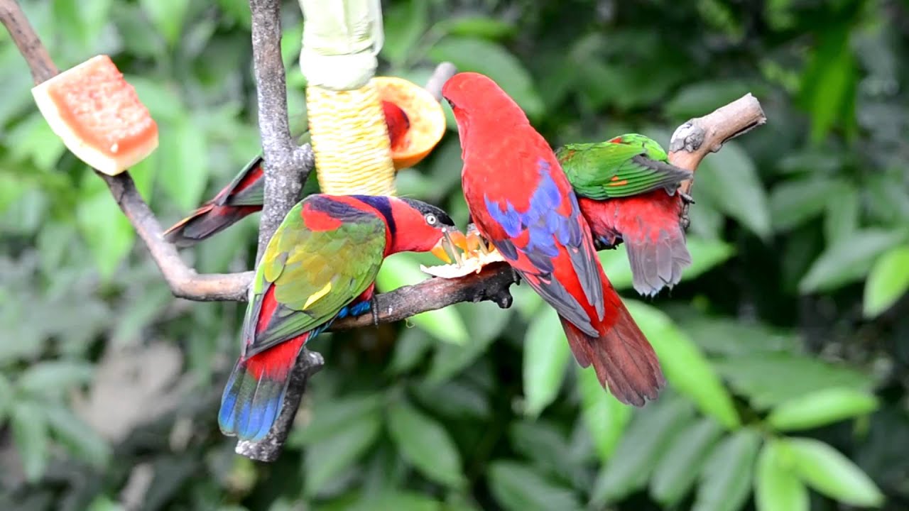 Nikon D3100 Full HD Sample YouTube