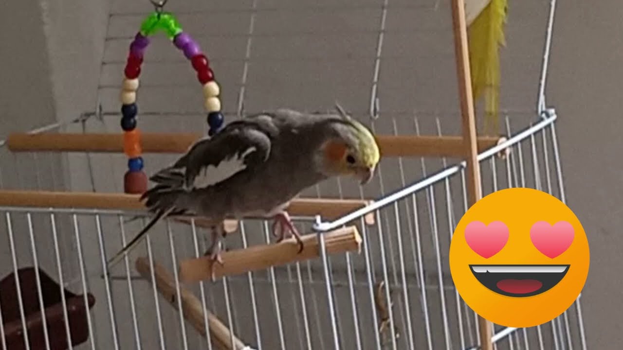 CALOPSITA CANTANDO, GRITANDO, BRINCANDO BAGUNÇANDO E ENCHENDO A ...