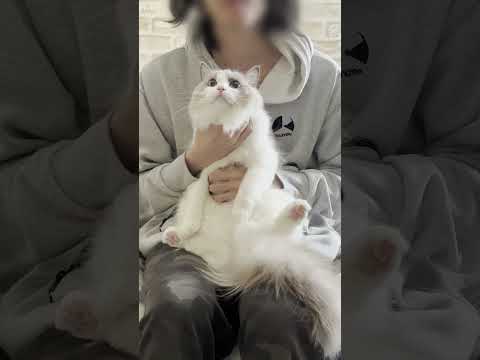 猫吸いするとイヤ鳴きする猫シリーズ5【ラグドール】【かわいい】#shorts
