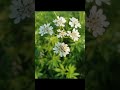 love of flowers 🌸