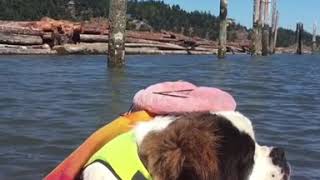 Huge Dog Naps In A Boat Check Out This St. Bernard Napping In A Kayak