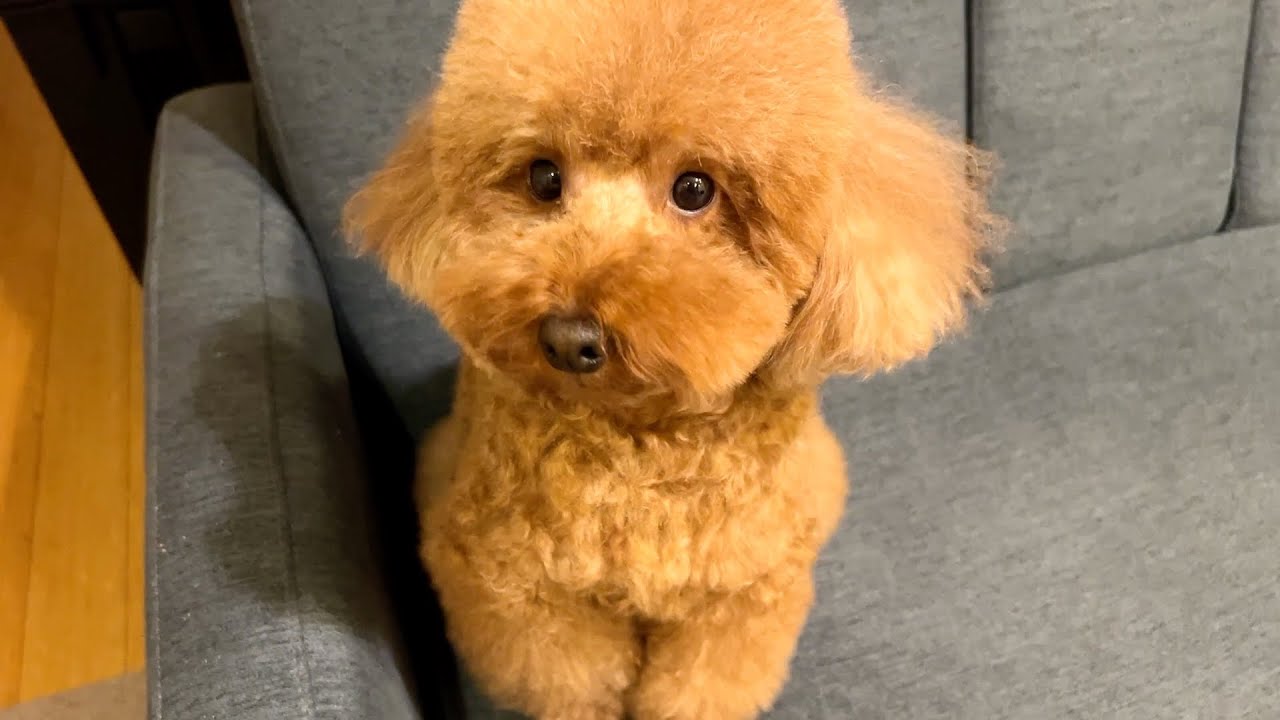 おもちゃ壊しても相変わらず反省の色が見えないうちの犬。【トイ