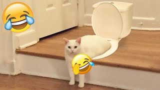 😂🙀 New Funny Cats and Dogs Videos 😻😂 Funny Animal Moments # 13