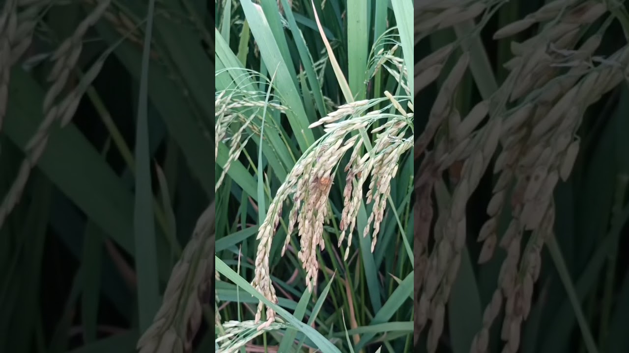 false smut No control after disease attack