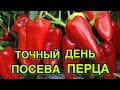 КОГДА ТОЧНО ПОСЕЯТЬ ПЕРЕЦ НА РАССАДУ