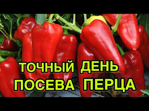 КОЛИ ТОЧНО посіяти перець на розсаду