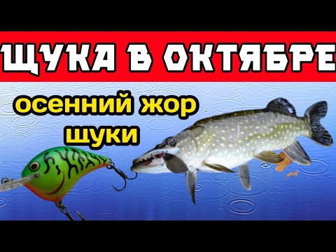 Когда начнётся осенний