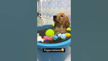 Expectations VS Reality while bathing your dog #shorts #funnyvideo